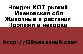 Найден КОТ рыжий - Ивановская обл. Животные и растения » Пропажи и находки   